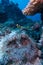 Yellowtail clownfish with sea anemone