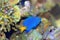 Yellowtail Damselfish, Chrysiptera parasema