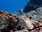 Yellowtail Damselfish swimming in the Caribbean sea