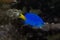Yellowtail damselfish, yellowtail blue damsel, goldtail demoiselle Chrysiptera parasema.