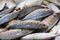 Yellowtail japanese amberjack, kingfish, seriola quinqueradiata, jack fish, mackerel, yellowstripe bigeye scad, hamachi, tuna