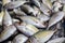 Yellowtail japanese amberjack, kingfish, seriola quinqueradiata, jack fish, mackerel, yellowstripe bigeye scad, hamachi, tuna