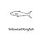 yellowtail kingfish icon. Element of marine life for mobile concept and web apps. Thin line yellowtail kingfish icon can be used f