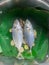 Yellowtail scad fish in a steamer with ginger on a banana leaf