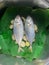 Yellowtail scad fish in a steamer with ginger on a banana leaf