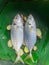 Yellowtail scad fish in a steamer with ginger on a banana leaf