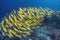 Yellowtail snapper fish stream across coral reef