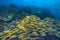 Yellowtail snapper fish stream across coral reef
