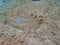 Yellowtail Snapper in the ocean