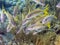 Yellowtail snapper, Ocyurus chrysurus,