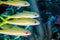 Yellowtail snapper, Ocyurus chrysurus