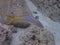 Yellowtail Snapper swimming in between the rocks and coral reefs