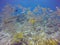 Yellowtail snapper in tropical ocean