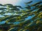 Yellowtail Surgeon Fish Great Barrier Reef