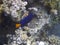 The Yellowtail surgeonFish