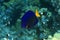 Yellowtail tang