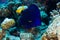 Yellowtail tang