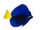 Yellowtail tang