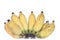 Yellowâ€‹ cultivatedâ€‹ banana.