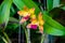 Yellwo Orchid flower in tropical garden.