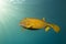 Yelow cube fish in thecwater of the ref sea reefs