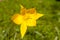 Yelow daffodil flower