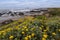 Yelow flowers blooming along Californian coast