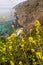 Yelow flowers blooming along Californian coast