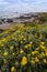 Yelow flowers blooming along Californian coast