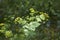 Yelow inflorescence of Smyrnium perfoliatum