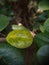 Yelow leaf besides green leaves