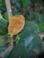 Yelow leaf beside green leaves