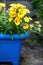 Yelow nemesia flowers close up in a blue flowerpot