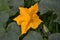 Yelow pumpking flower in nature