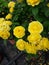 yelow roses