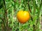 Yelow tomato closeup