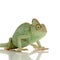Yemen Chameleon