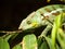 Yemen chameleon walk ont the branch with leaves - Chameleo calyptratus