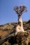 Yemen. Socotra island. Bottle tree