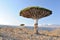 Yemen. Socotra island. Dragon tree