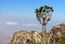 Yemen. Socotra island. Whimsical tree in Higghe mountains