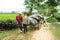 Yen Bai, Vietnam - Sep 16, 2016: Farmers transport tea leaf from plantation home by cart in Van Chan district