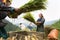 Yen Bai, Vietnam - Sep 17, 2016: Vietnamese ethnic minority woman threshing paddy on terraced field in harvesting time in Mu Cang