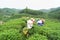 Yen Bai, Vietnam - Sep 18, 2016: Vietnamese women picking tea leaves at a tea plantation in Van Chan district