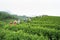 Yen Bai, Vietnam - Sep 18, 2016: Vietnamese women picking tea leaves at a tea plantation in Van Chan district