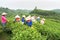 Yen Bai, Vietnam - Sep 18, 2016: Vietnamese women picking tea leaves at a tea plantation in Van Chan district