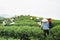 Yen Bai, Vietnam - Sep 18, 2016: Vietnamese women picking tea leaves at a tea plantation in Van Chan district