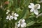 Yerba Mansa, also called Lizards Tail