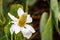 Yerba Mansa Anemopsis californica wildflower blooming in Shoreline Lake Park in Mountain View, San Francisco bay area,