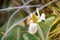 Yerba Mansa Anemopsis californica wildflower blooming in Shoreline Lake Park in Mountain View, San Francisco bay area,